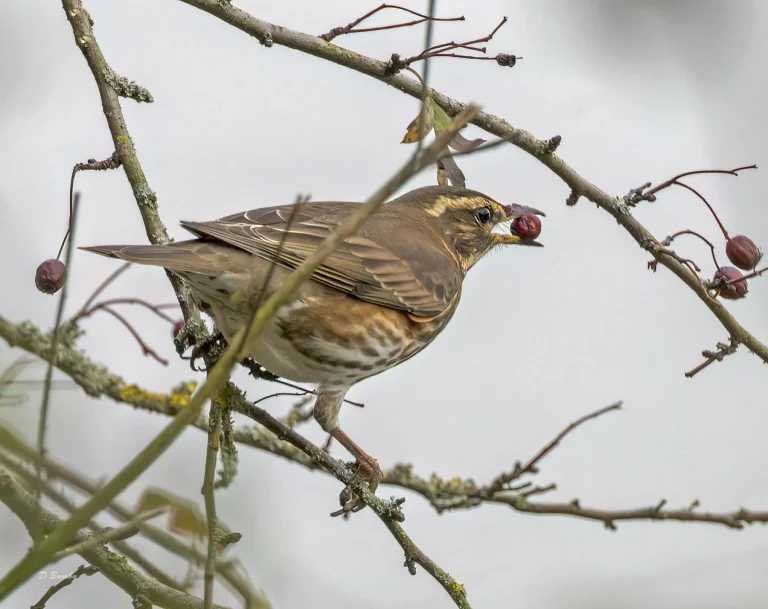 Redwing