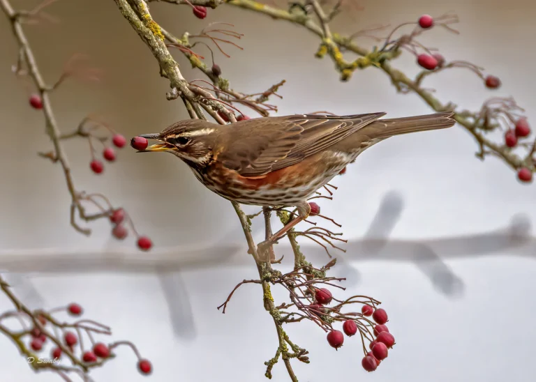 Redwing