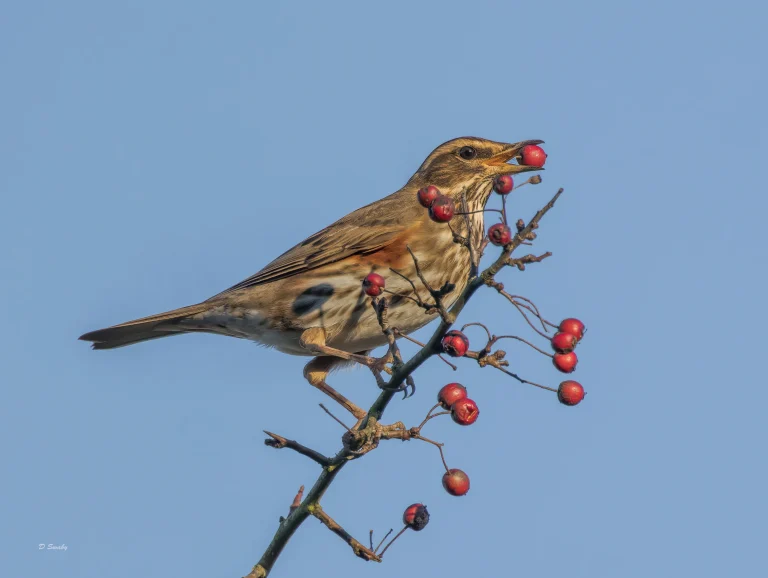 Redwing with a snack