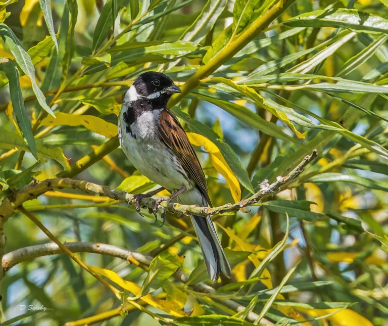 Reed Bunting