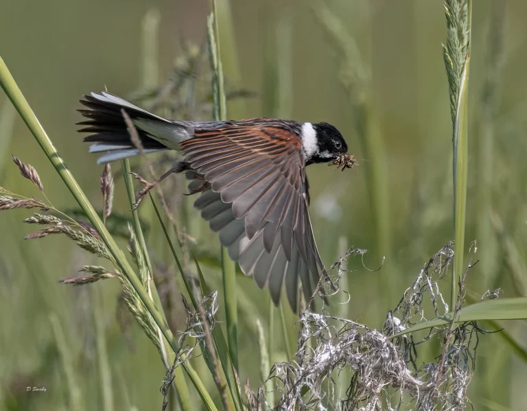Reed Bunting
