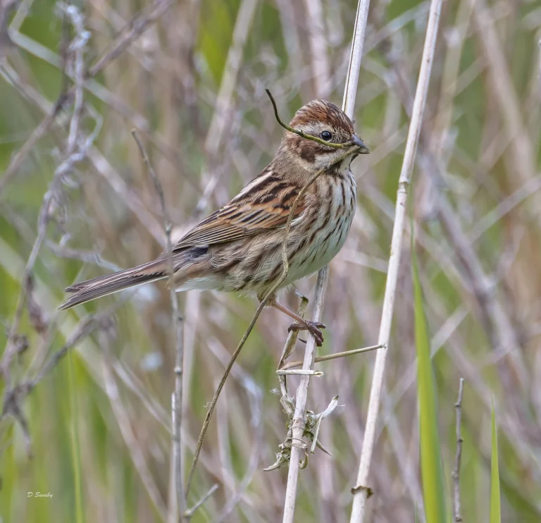 Reed Bunting