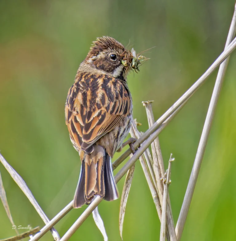 Reed Bunting