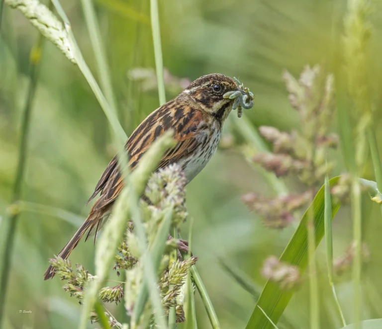 Reed Bunting