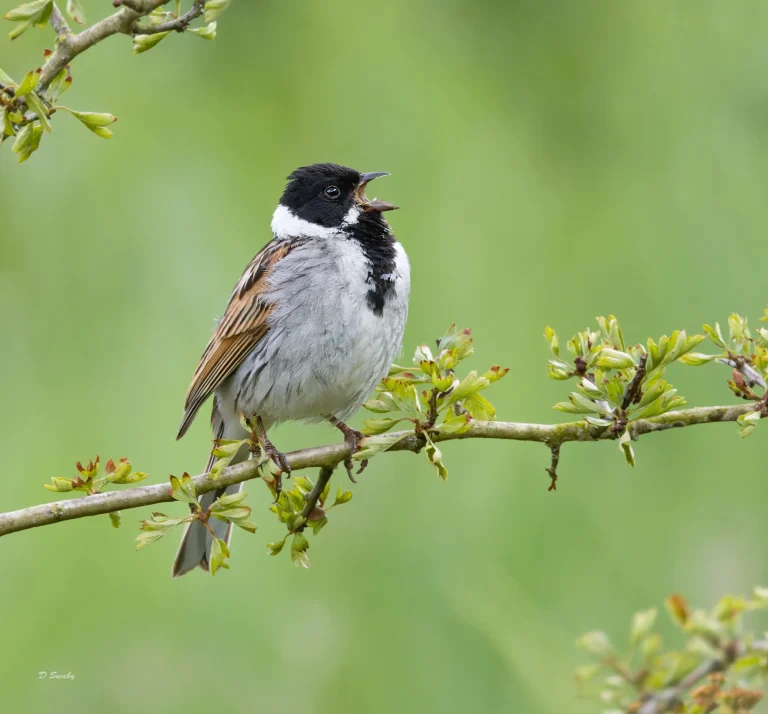 Reed Bunting