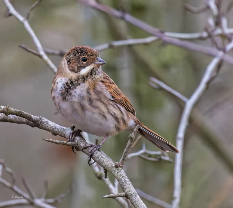 Reed Bunting