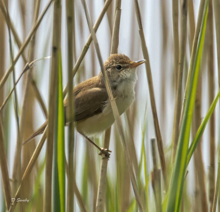 Reed Warbler