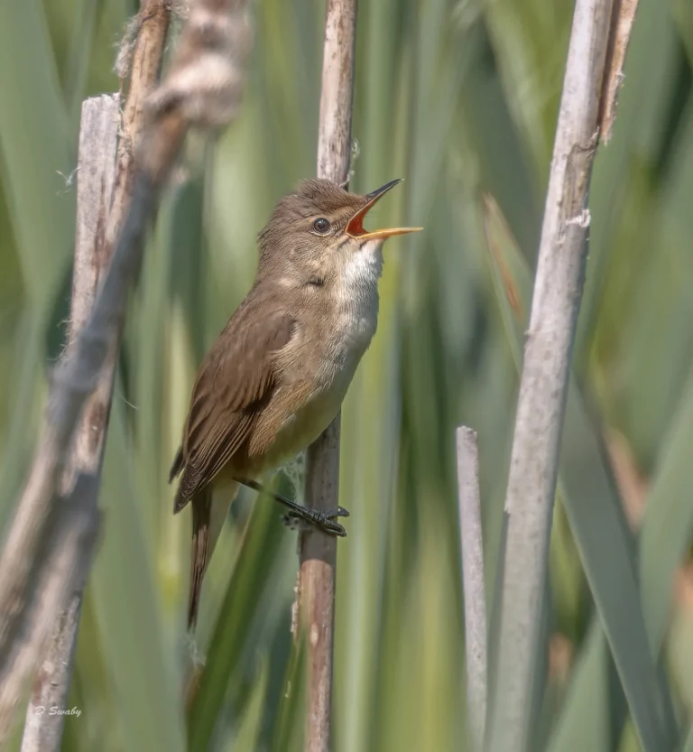 Reed Warbler