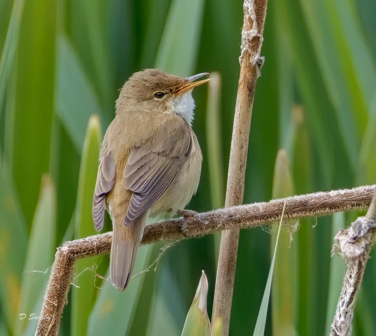 Reed Warbler