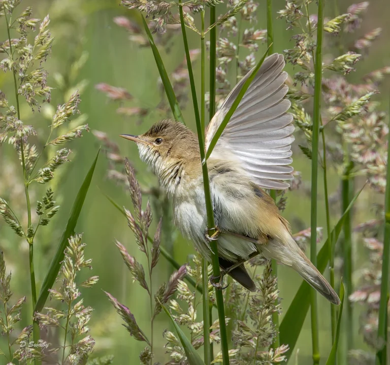 Reed Warbler