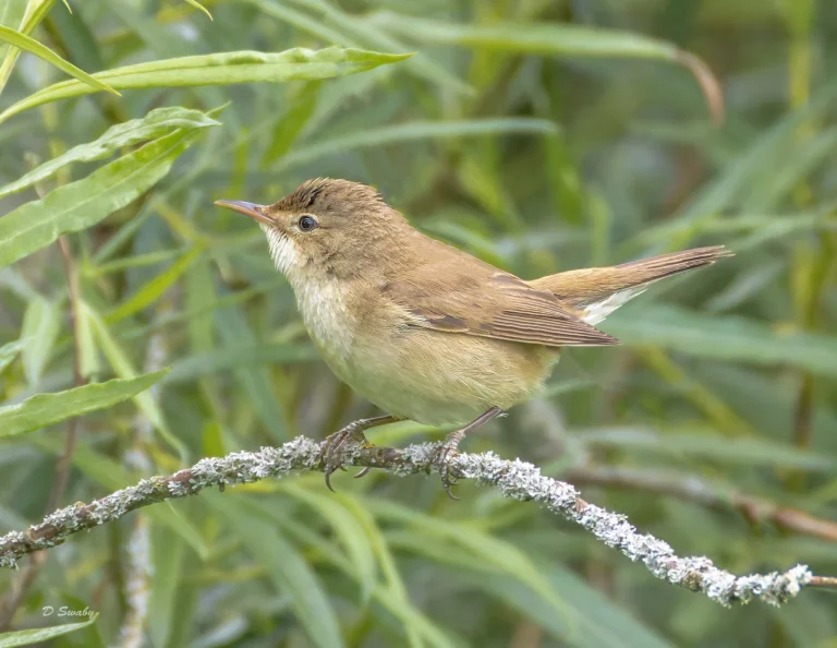 Reed Warbler