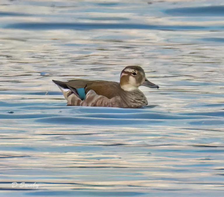 Ringed Teal