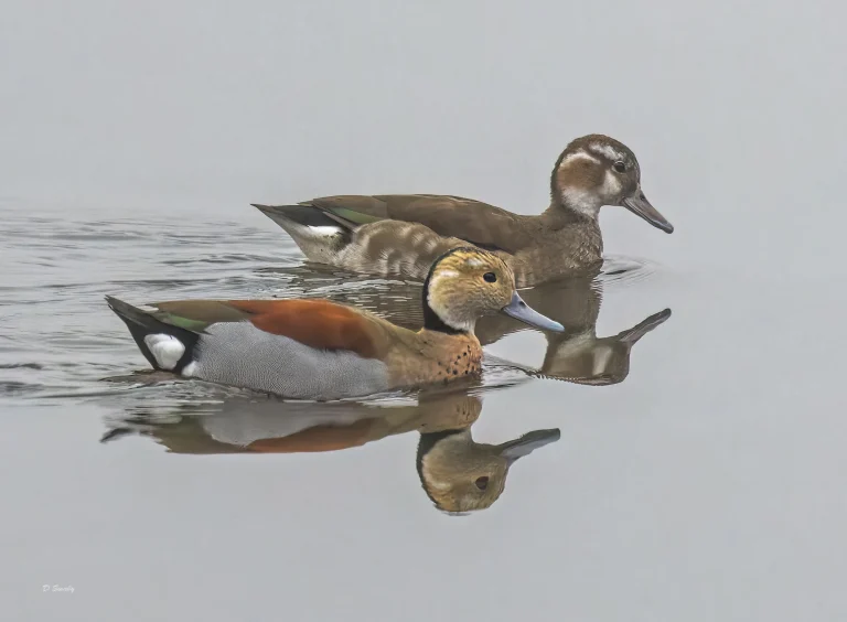 Ringed Teal