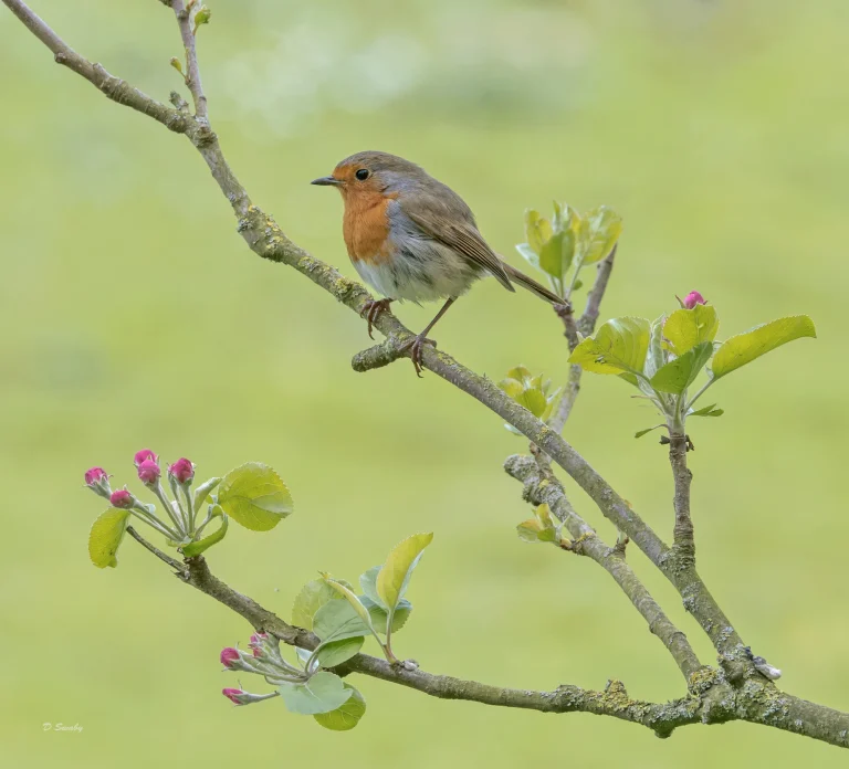 Robin