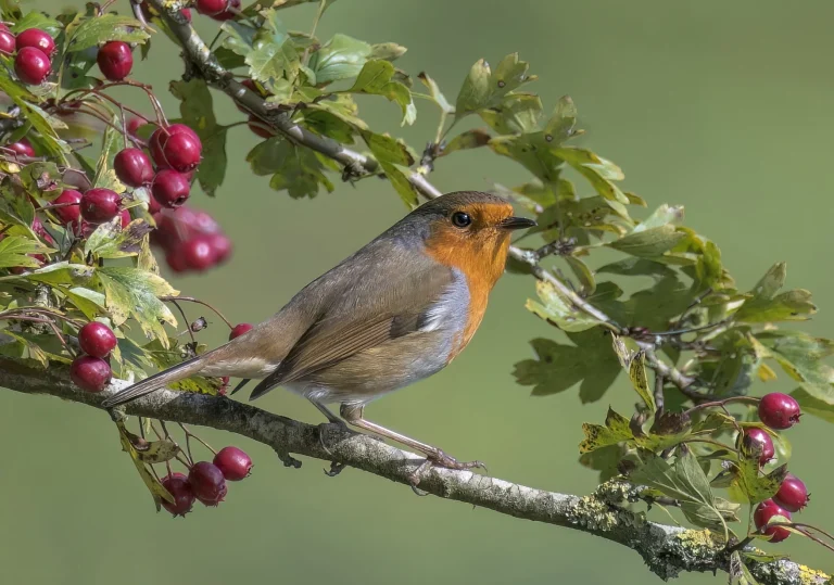 Robin