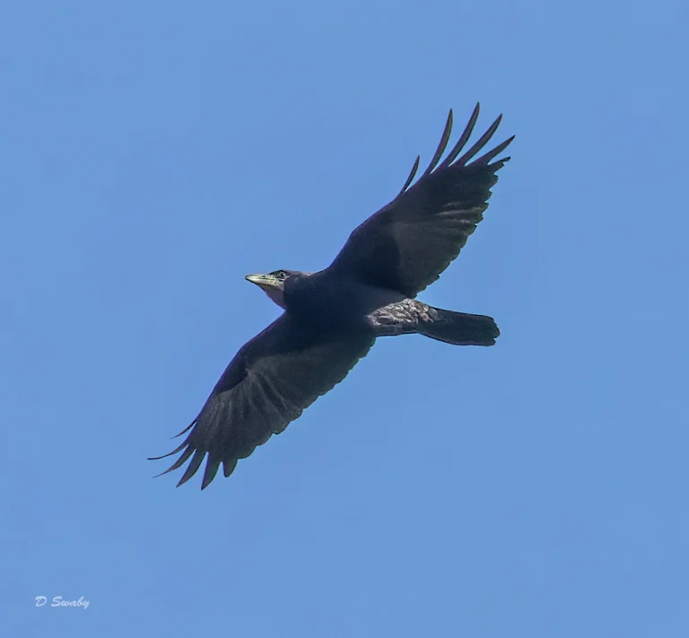 Rook
