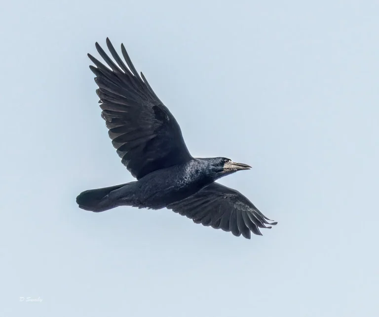 Rook
