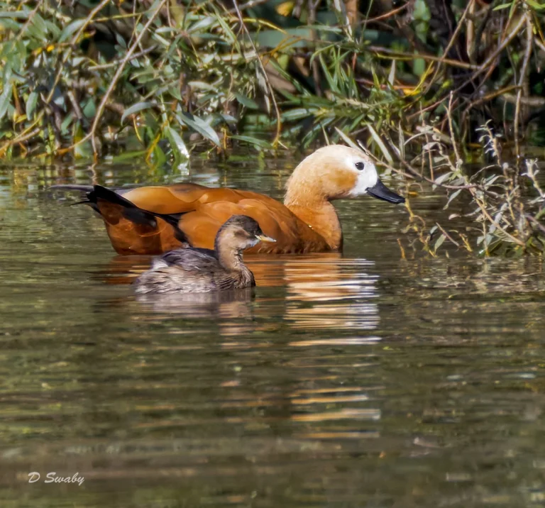 Ruddy Shelduck