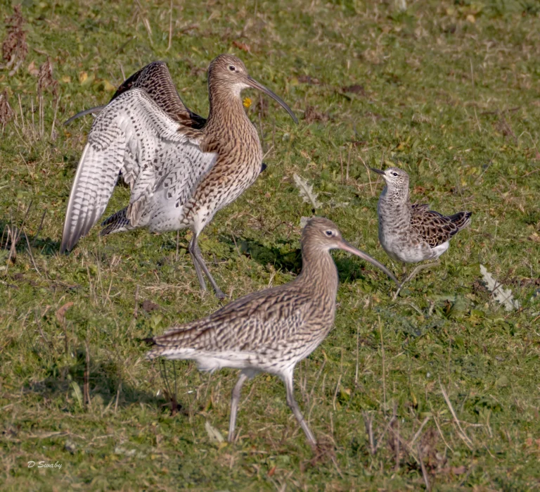 Ruff with Curlew