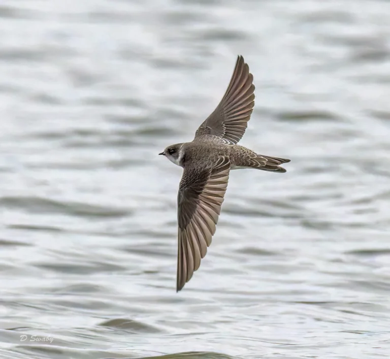 Sand Martin