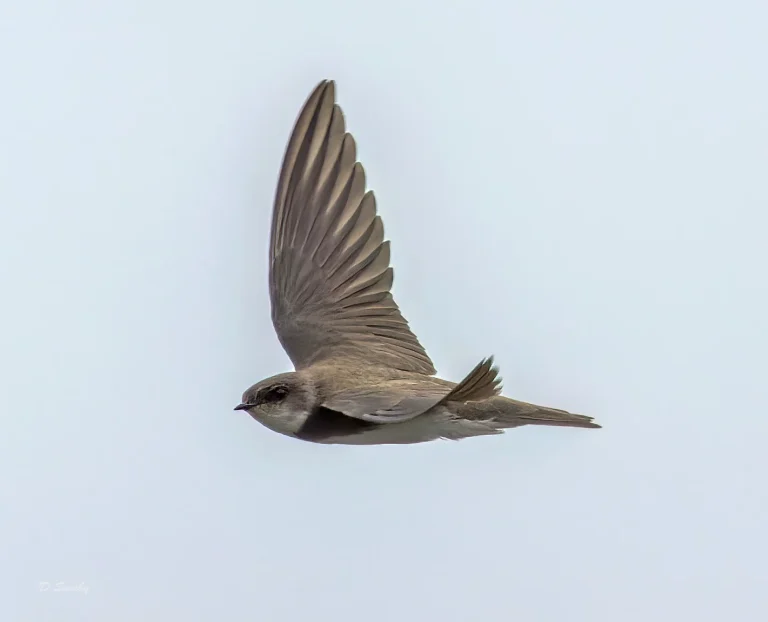 Sand Martin