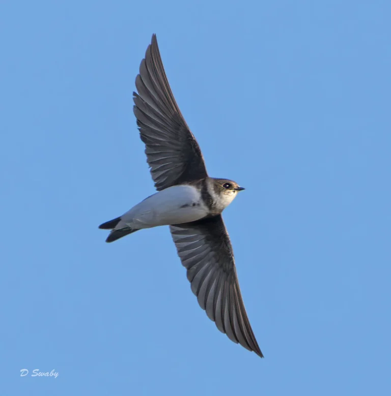Sand Martin