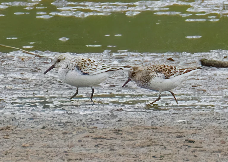Sanderling