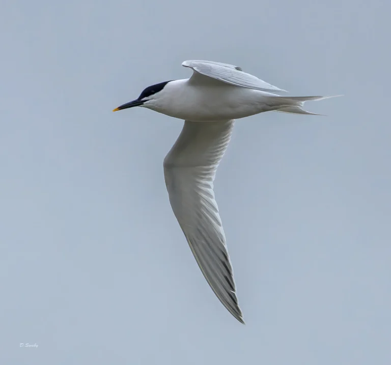 Sandwich Tern