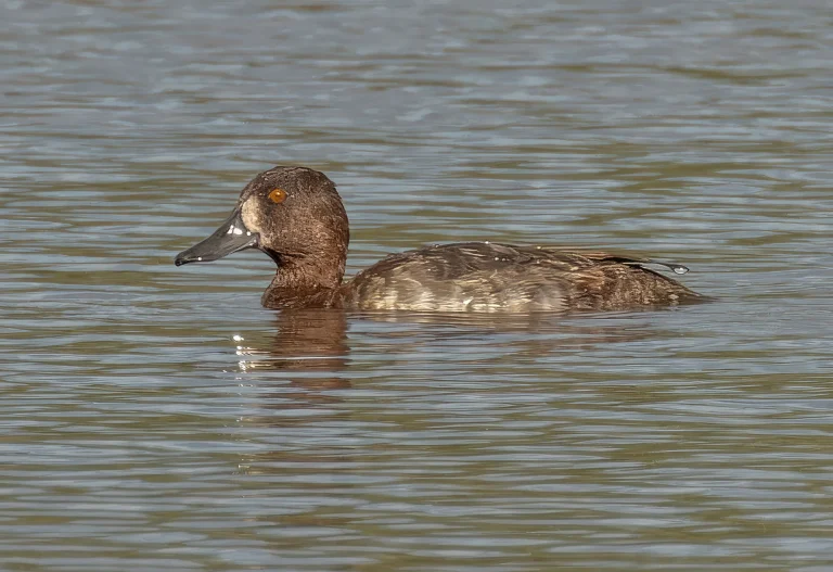Scaup