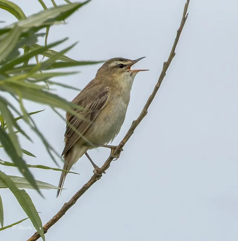 Sedge Warbler