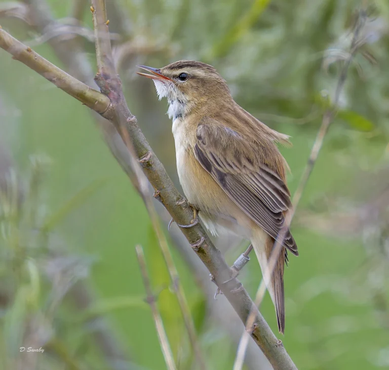 Sedge Warbler