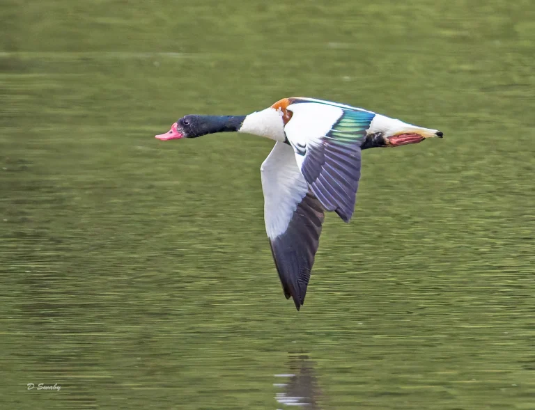 Shelduck