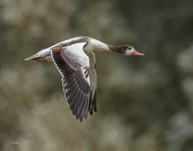 Shelduck