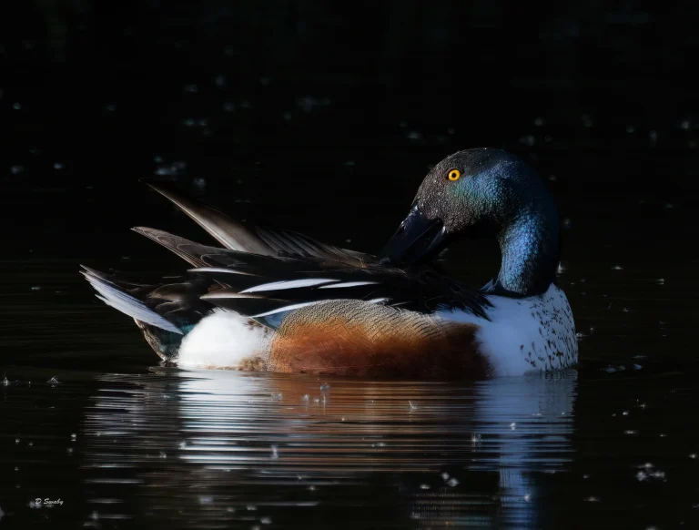 Shoveler