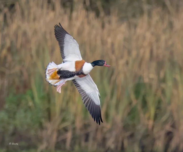 Shelduck