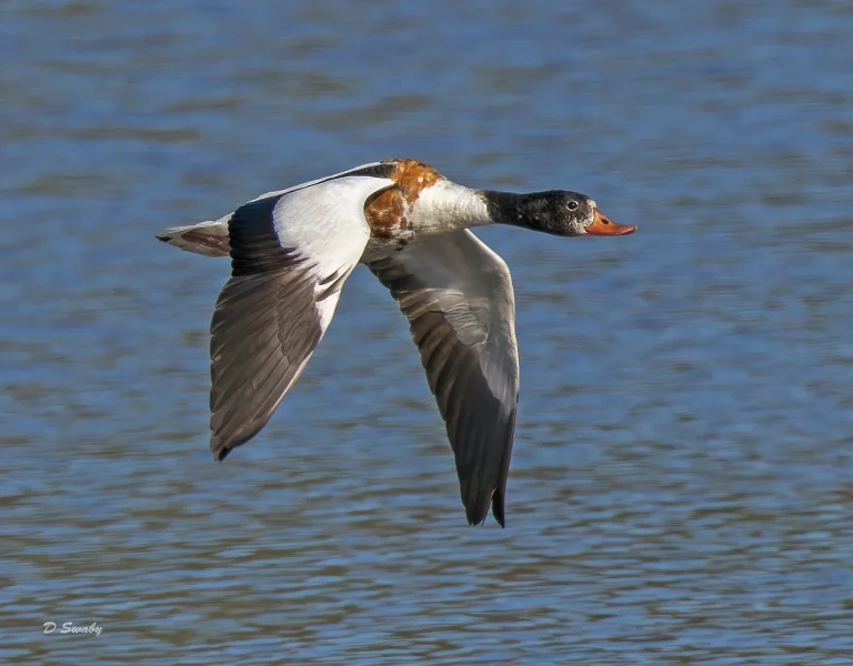 Shelduck