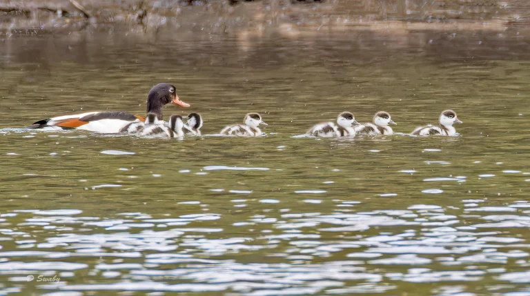 Shelduck
