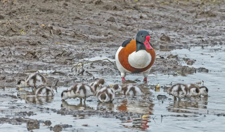 Shelduck and family