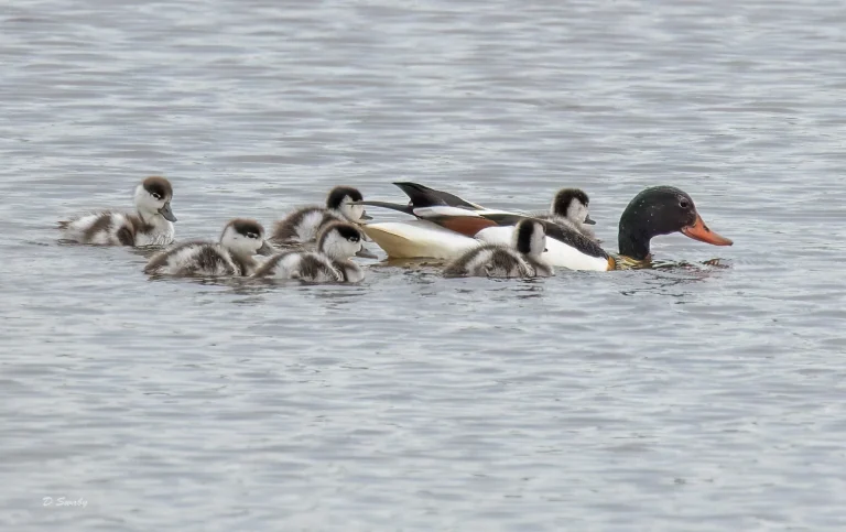 Shelduck with chicks