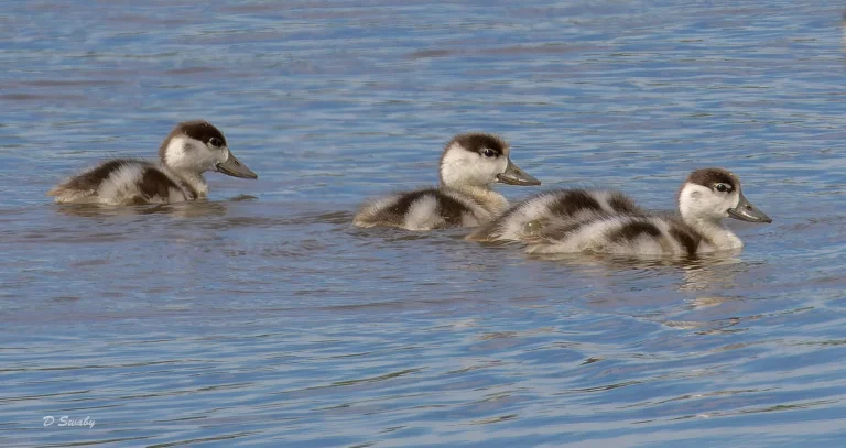 Shelducks