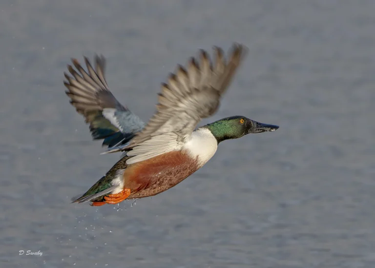 Shoveler