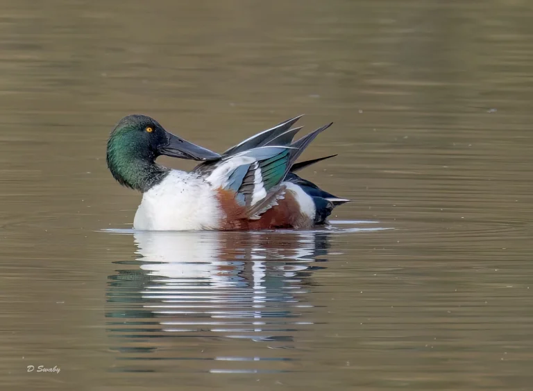 Shoveler