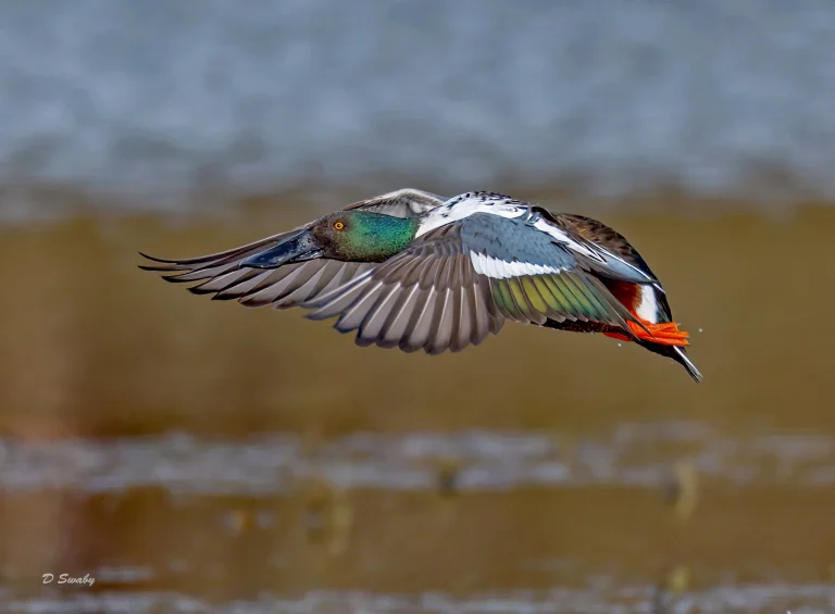 Shoveler