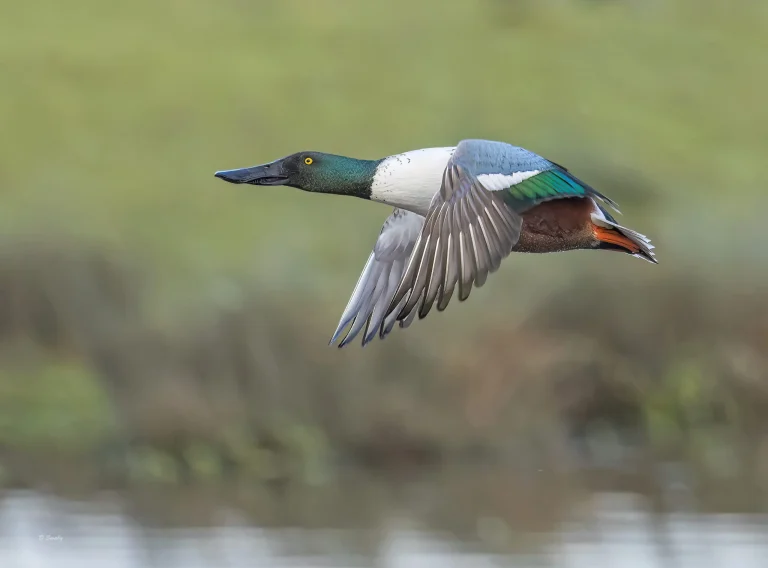 Shoveler