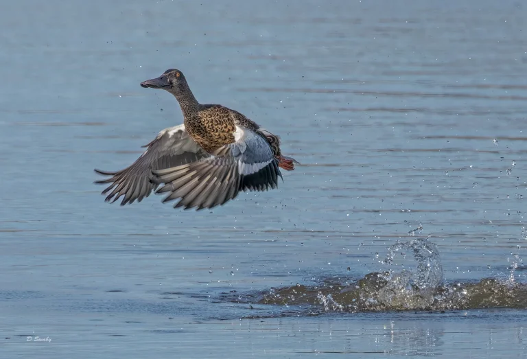 Shoveler…lift off !!