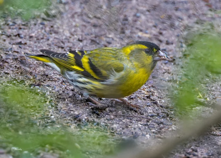 Siskin