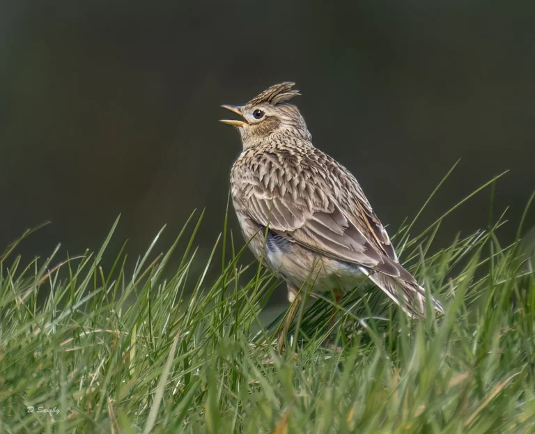 Skylark