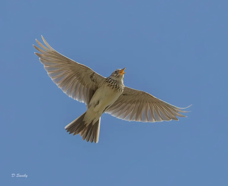 Skylark