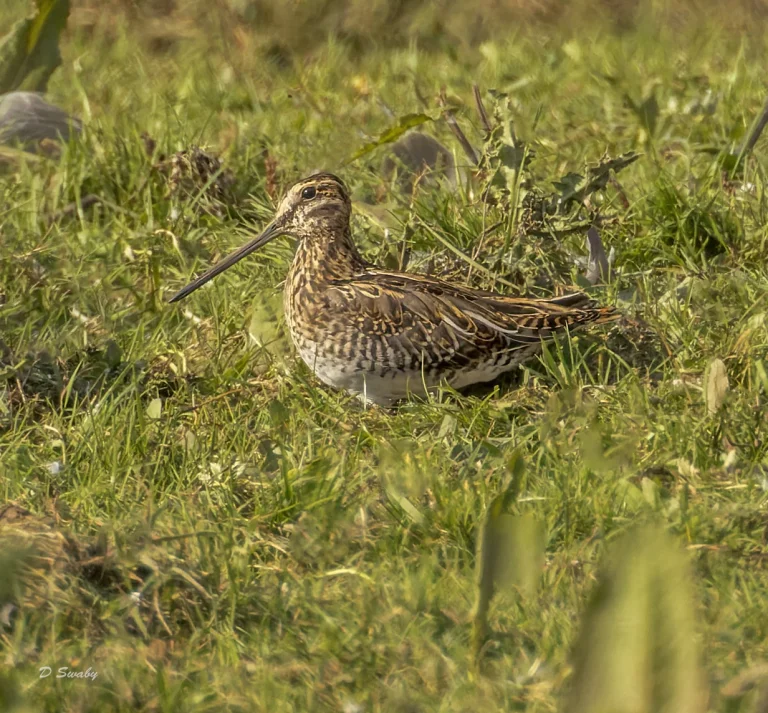 Snipe