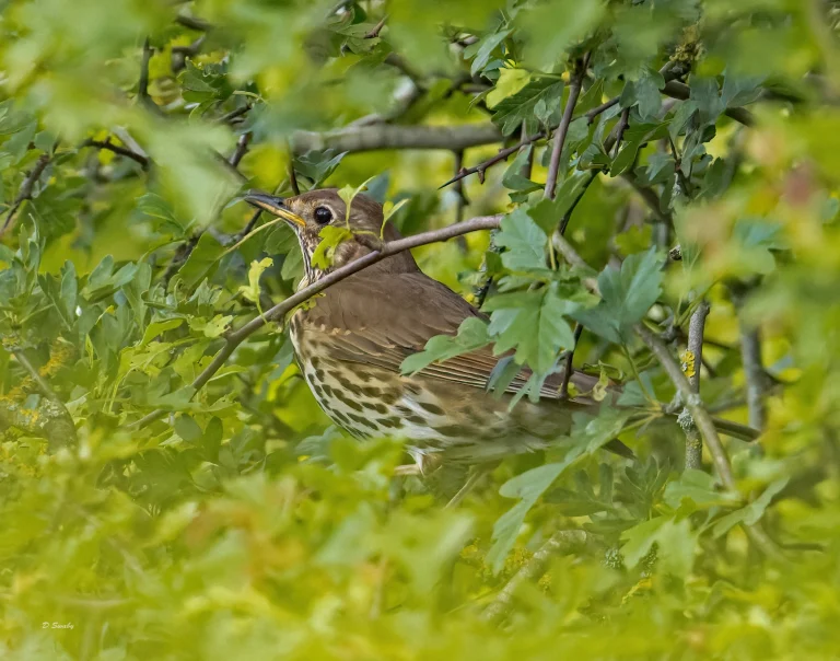Song Thrush